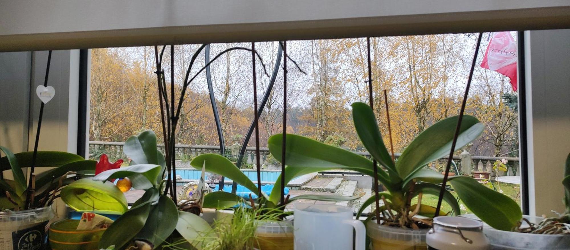 Gospodarstwo Agroturystyczne Agroletnica Swidnica  Bagian luar foto